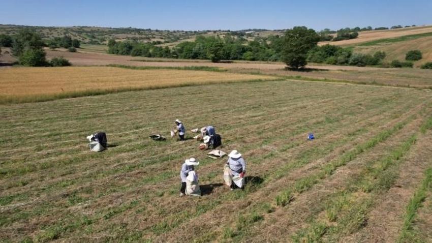 Kocaeli'de alım garantili ektiler, boş arazilerini kazanca çevirdiler