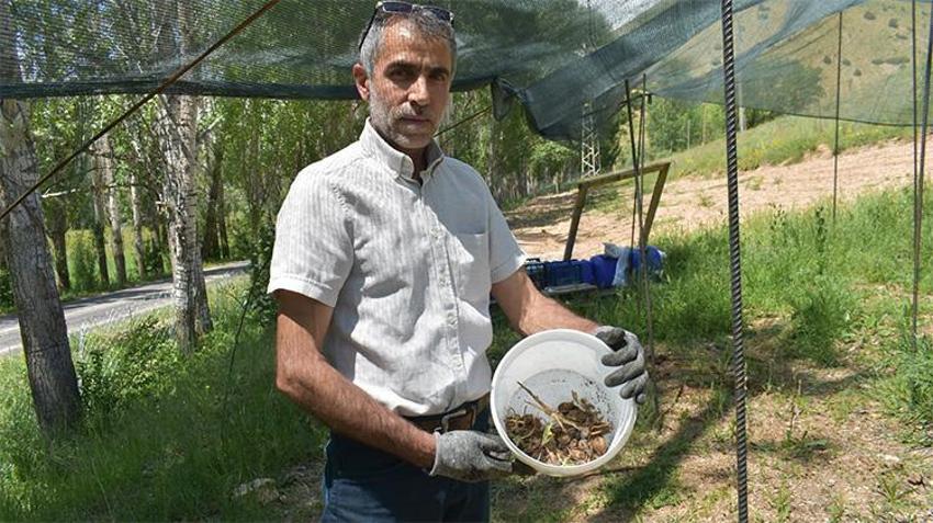 Tarladan değil adeta darphaneden çıkıyor! Bayburt’ta İlk kez ekildi, kilosu 13 bin lira oldu