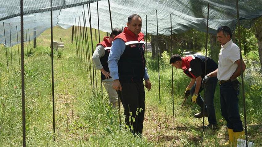 Tarladan değil adeta darphaneden çıkıyor! Bayburt’ta İlk kez ekildi, kilosu 13 bin lira oldu