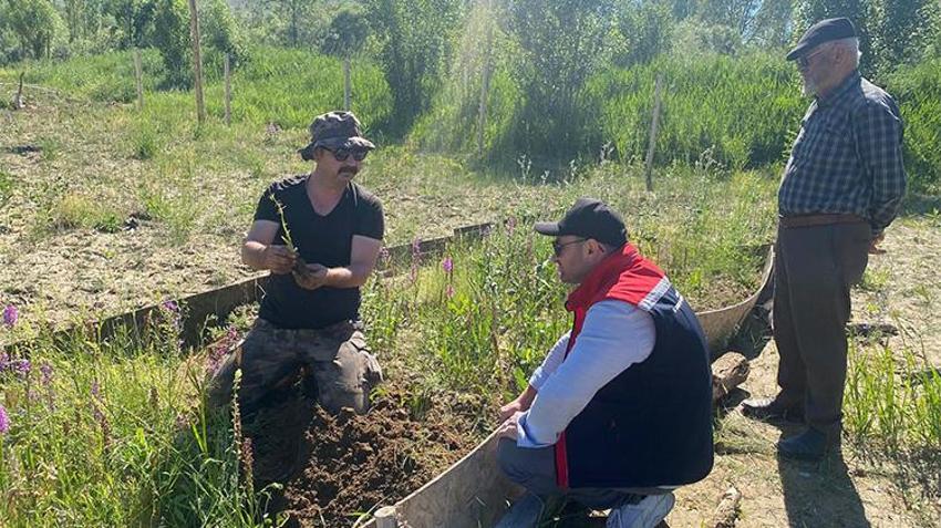 Tarladan değil adeta darphaneden çıkıyor! Bayburt’ta İlk kez ekildi, kilosu 13 bin lira oldu