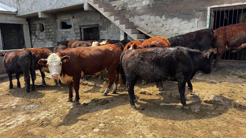 Ağrı İl Tarım Müdürü müjdeyi verdi: Gebe düve alanlara her ay hayvan başı 1.500 tl maaş desteği!