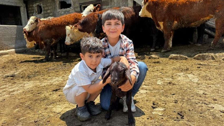 Ağrı İl Tarım Müdürü müjdeyi verdi: Gebe düve alanlara her ay hayvan başı 1.500 tl maaş desteği!