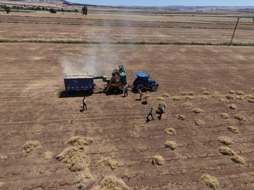 Toz bulutunun içinde göz gözü görmüyor: Mazıdağı’nda cehennem sıcaklarında mercimek hasadı başladı!