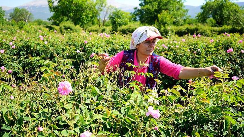 Osmanlı saraylarının gizli tarifiydi: Ispartalı kadınlar üretiyor, şimdi yurt dışından bile sipariş yağıyor!