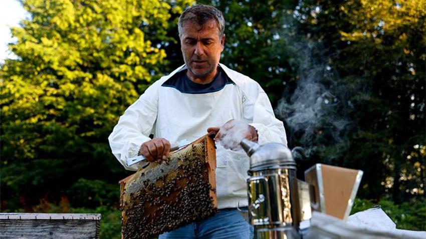 Sadece iki arı ırkı bu balı yapabiliyor! Kovan başı 6 kilogram çıkıyor: Coğrafi işaretli Kestane Balı için hazırlıklar tamamlandı