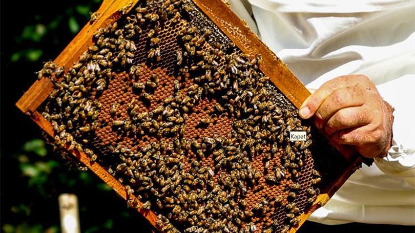 Sadece iki arı ırkı bu balı yapabiliyor! Kovan başı 6 kilogram çıkıyor: Coğrafi işaretli Kestane Balı için hazırlıklar tamamlandı