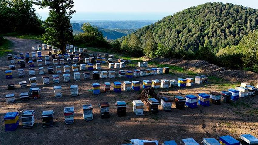 Sadece iki arı ırkı bu balı yapabiliyor! Kovan başı 6 kilogram çıkıyor: Coğrafi işaretli Kestane Balı için hazırlıklar tamamlandı