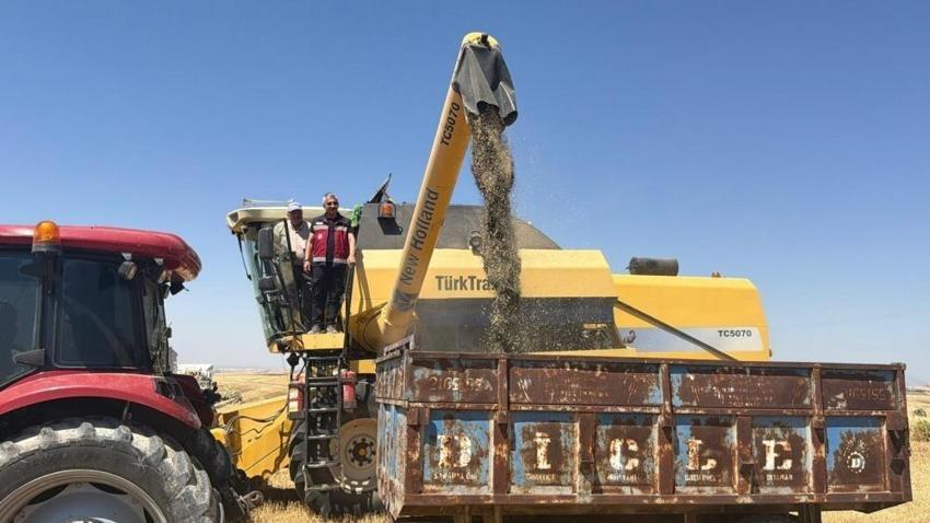 Adıyaman'da üreticinin gelir kaynağı değişti: Binlerce dekarda hasat başladı
