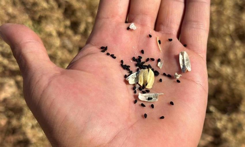 Adıyaman'da üreticinin gelir kaynağı değişti: Binlerce dekarda hasat başladı