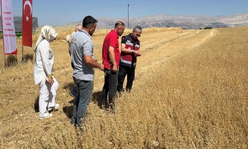 Adıyaman'da üreticinin gelir kaynağı değişti: Binlerce dekarda hasat başladı