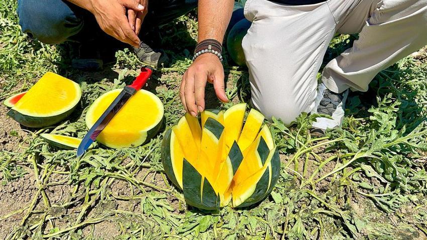 'Tropical Sunshine' çeşidi sarı etli karpuzlar üreticinin yüzünü güldürüyor