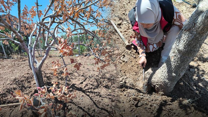Şanlıurfa'da kabus patladı! Bahçesinde fark etti, Capnodis dadanıp bitirdi