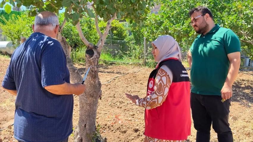 Şanlıurfa'da kabus patladı! Bahçesinde fark etti, Capnodis dadanıp bitirdi