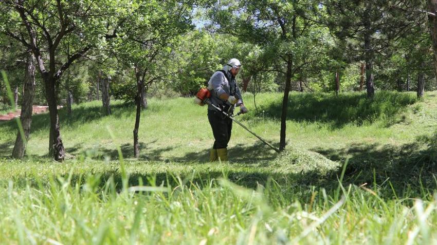 Sivas'ta yeniden hortladı! Onlarca kişi öldü, tehlikeyi açıkladı: 1 tanesinden 10 bin tane çıkıyor