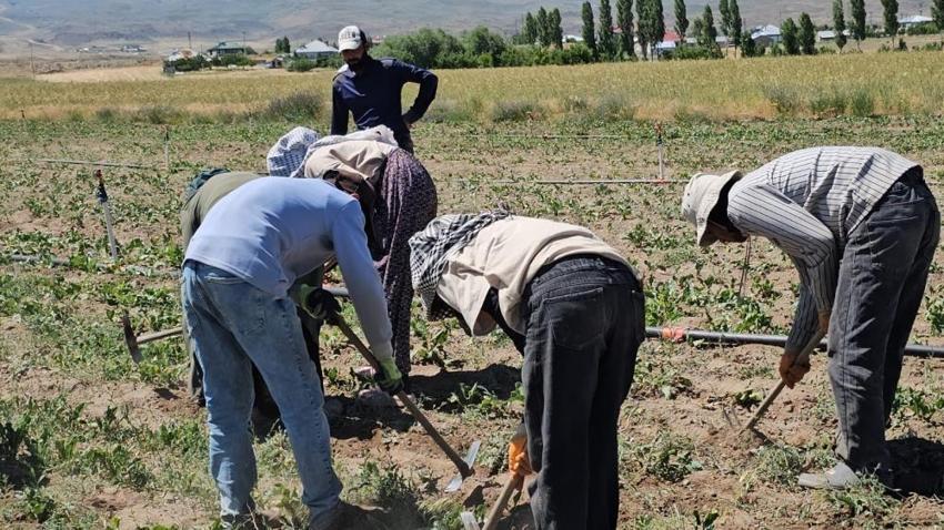 40 derede sıcakta zorlu mesai başladı! Kavurucu sıcakta üretimi sürdürüyorlar