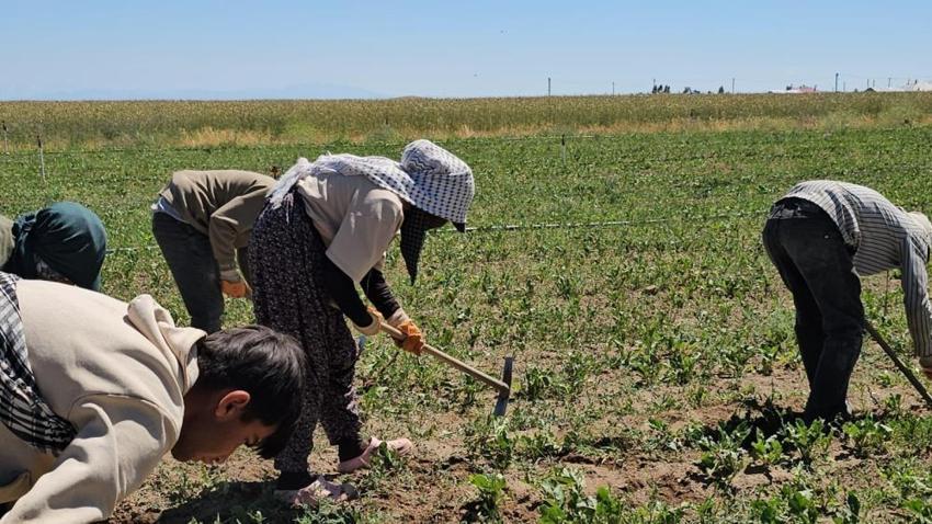40 derede sıcakta zorlu mesai başladı! Kavurucu sıcakta üretimi sürdürüyorlar
