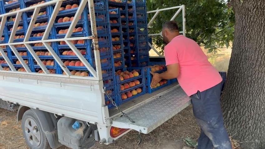 Bursa Ovası'nda hasat başladı! Rekor verim geldi: Tonlarca ürün yurt içi ve yurt dışına gönderiliyor