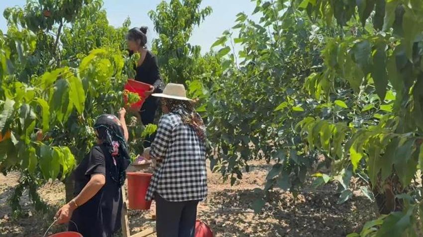 Bursa Ovası'nda hasat başladı! Rekor verim geldi: Tonlarca ürün yurt içi ve yurt dışına gönderiliyor