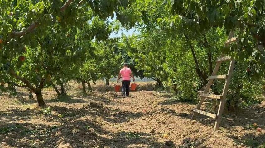 Bursa Ovası'nda hasat başladı! Rekor verim geldi: Tonlarca ürün yurt içi ve yurt dışına gönderiliyor