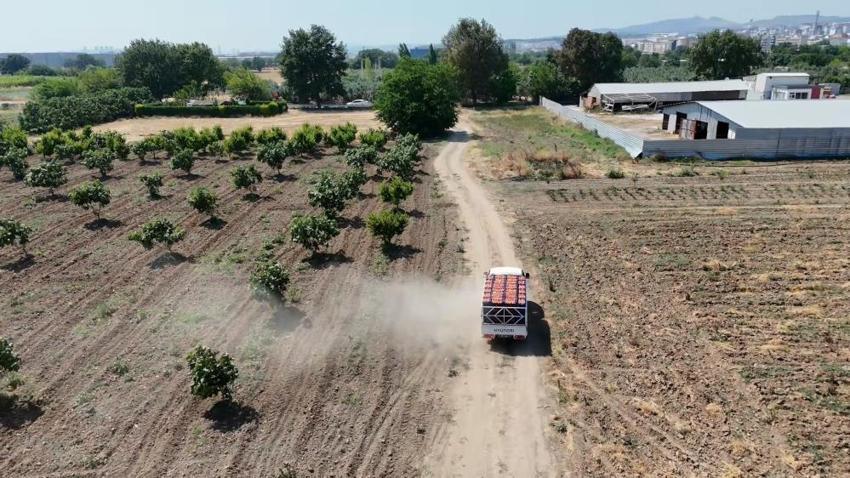 Bursa Ovası'nda hasat başladı! Rekor verim geldi: Tonlarca ürün yurt içi ve yurt dışına gönderiliyor