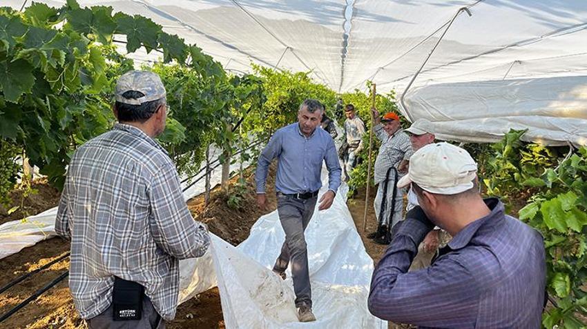 Üzüm bağlarında beyaz ağ dönemi! Manisa'da 110 bin dönümlük Sarıgöl Ovası’nda örtüleme mesaisi başladı!