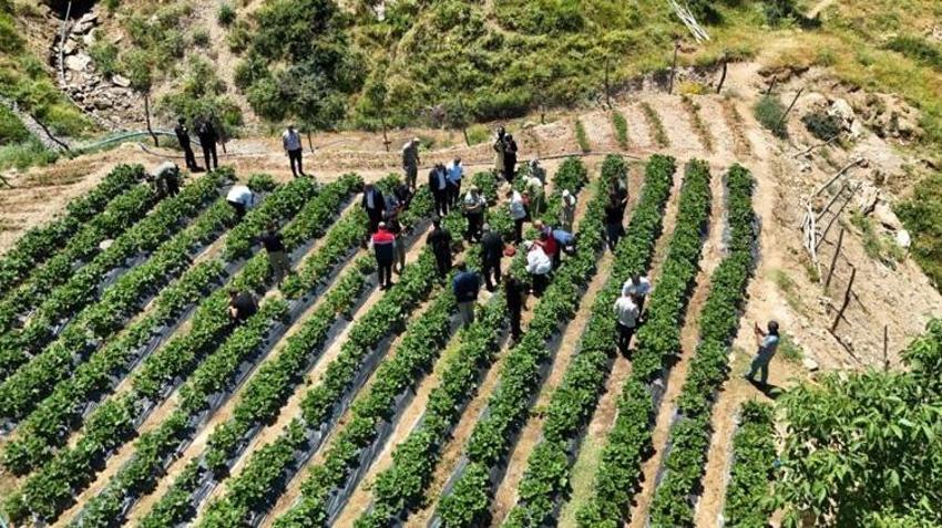 Siirt'te kadınların üretim başarısı! Hasat yüzleri güldürdü