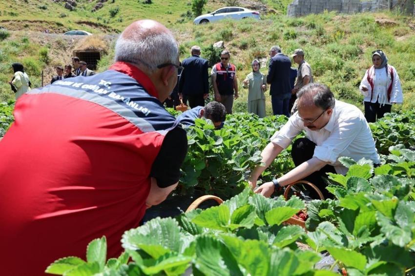 Siirt'te kadınların üretim başarısı! Hasat yüzleri güldürdü