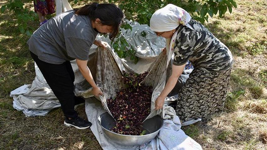 Ordu'da kadınlar kazan başına geçti! Tam 7 saatte hazırlanıyor: Şifa deposu için zorlu mesai başladı