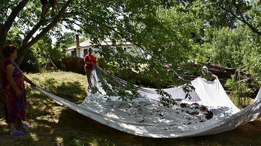 Ordu'da kadınlar kazan başına geçti! Tam 7 saatte hazırlanıyor: Şifa deposu için zorlu mesai başladı