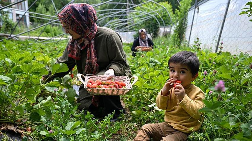 Van'ın bu köyüne devlet desteğiyle bereket yağdı! Kadın girişimci tek başına yılda 2 ton üretiyor