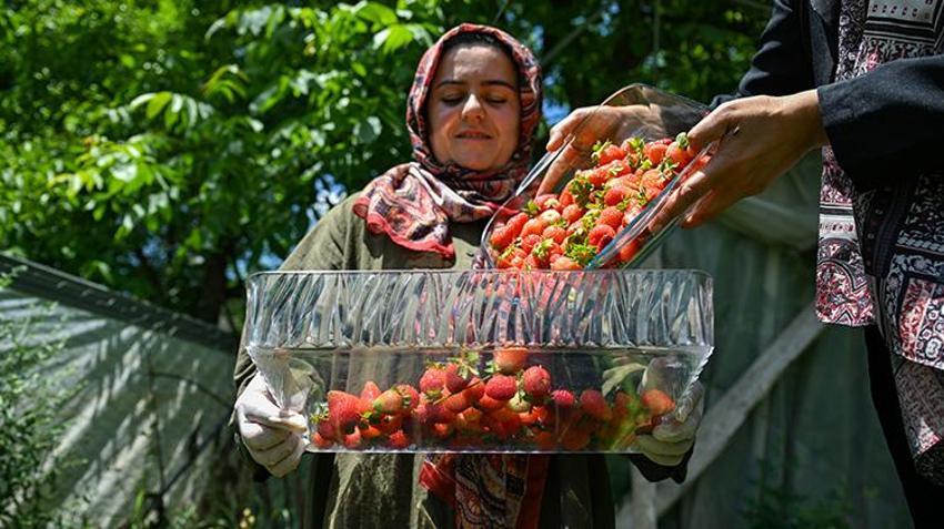 Van'ın bu köyüne devlet desteğiyle bereket yağdı! Kadın girişimci tek başına yılda 2 ton üretiyor