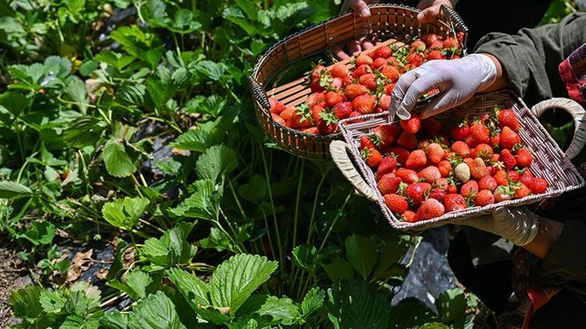 Van'ın bu köyüne devlet desteğiyle bereket yağdı! Kadın girişimci tek başına yılda 2 ton üretiyor