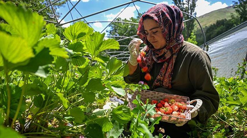 Van'ın bu köyüne devlet desteğiyle bereket yağdı! Kadın girişimci tek başına yılda 2 ton üretiyor