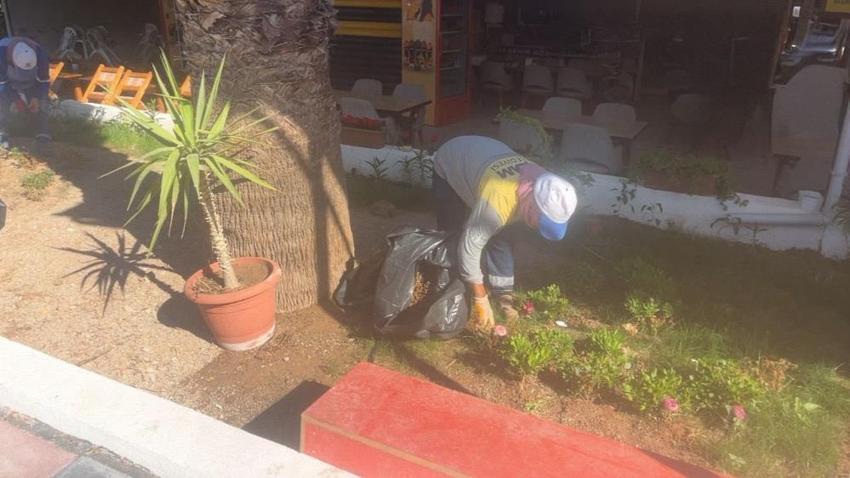 Didim'in çehresi değişiyor! Kendi üretimi çiçeklerle kent güzelleşiyor