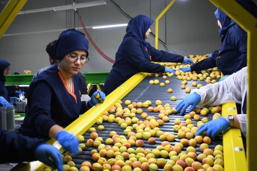 Malatya'da yaş kayısı ihracatı başladı: 'Bu yıl sezon bir hafta gecikti'
