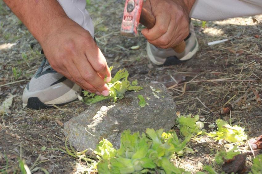 Ordu'da 130 bin çiftçinin ana ürünü fındıkta rekolte çalışmaları başladı