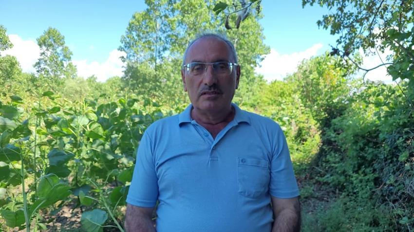 Samsun'da kavak fidanı yetiştiricilerinin dron isyanı: Mahsullerimiz yanıyor