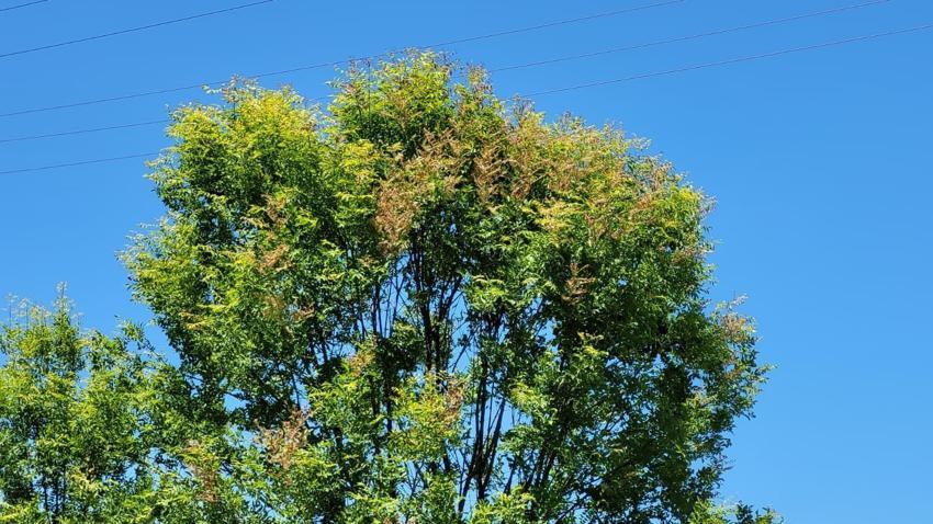 Samsun'da kavak fidanı yetiştiricilerinin dron isyanı: Mahsullerimiz yanıyor