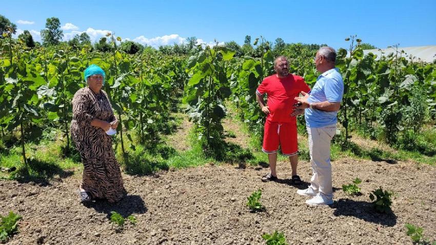 Samsun'da kavak fidanı yetiştiricilerinin dron isyanı: Mahsullerimiz yanıyor