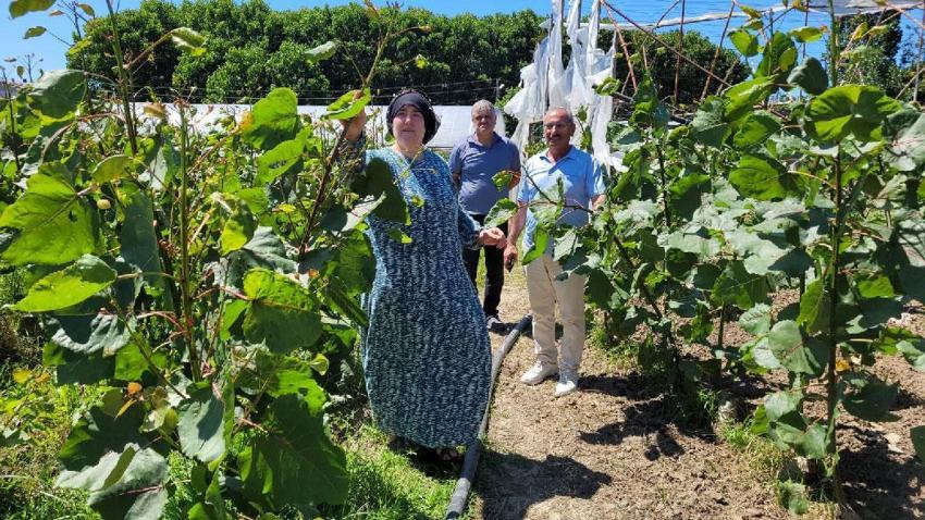 Samsun'da kavak fidanı yetiştiricilerinin dron isyanı: Mahsullerimiz yanıyor