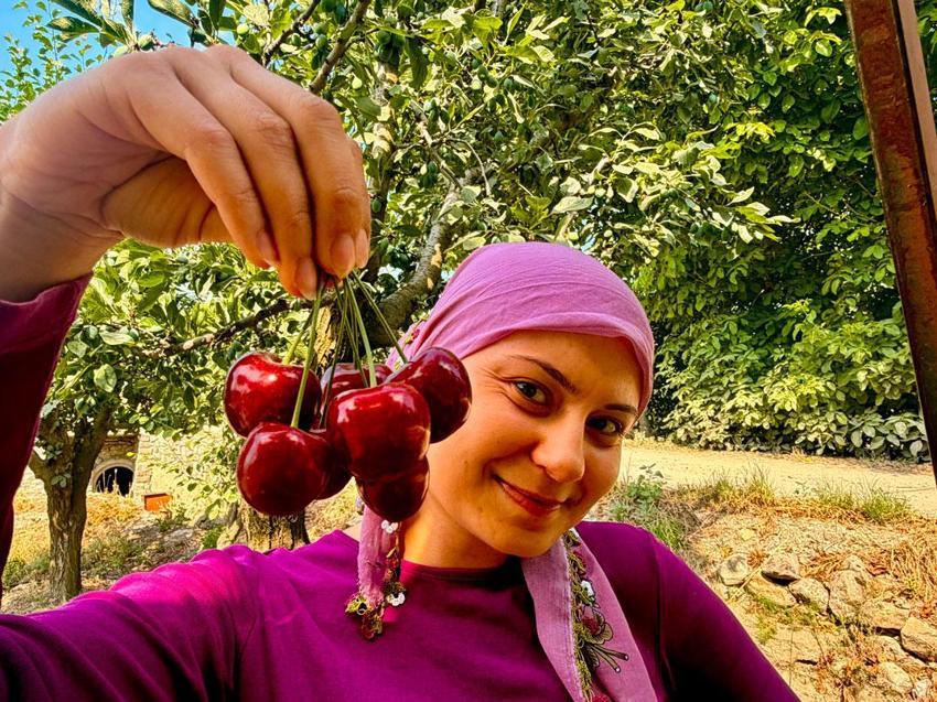 Afyonkarahisar’ın dünyaca ünlü ihracatlık kirazında hasat dönemi başladı