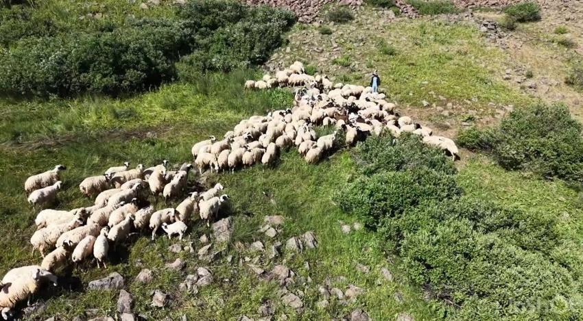 Tunceli'de üreticiler için yeni sistem! Hel Dağı Yaylası'nda hayvan başına yaklaşık 30 TL ödenerek yaylalardan faydalanabiliniyor