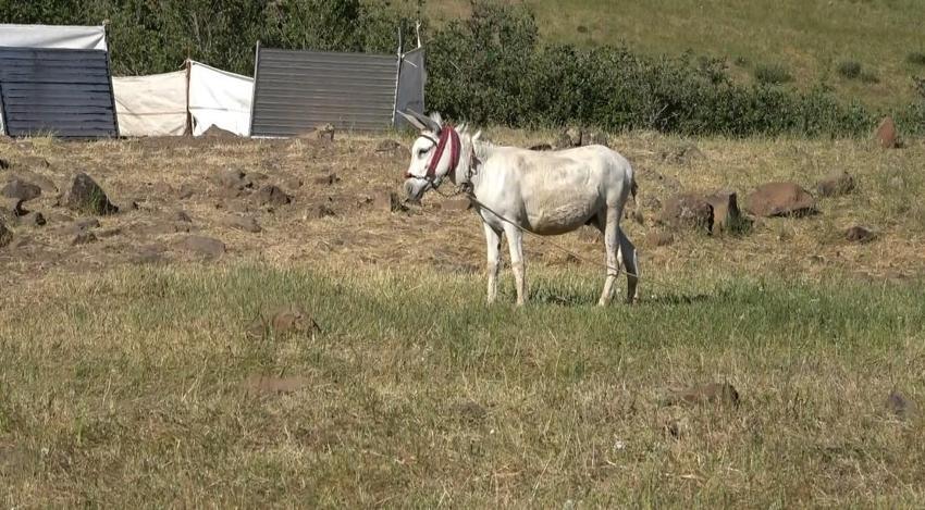 Tunceli'de üreticiler için yeni sistem! Hel Dağı Yaylası'nda hayvan başına yaklaşık 30 TL ödenerek yaylalardan faydalanabiliniyor
