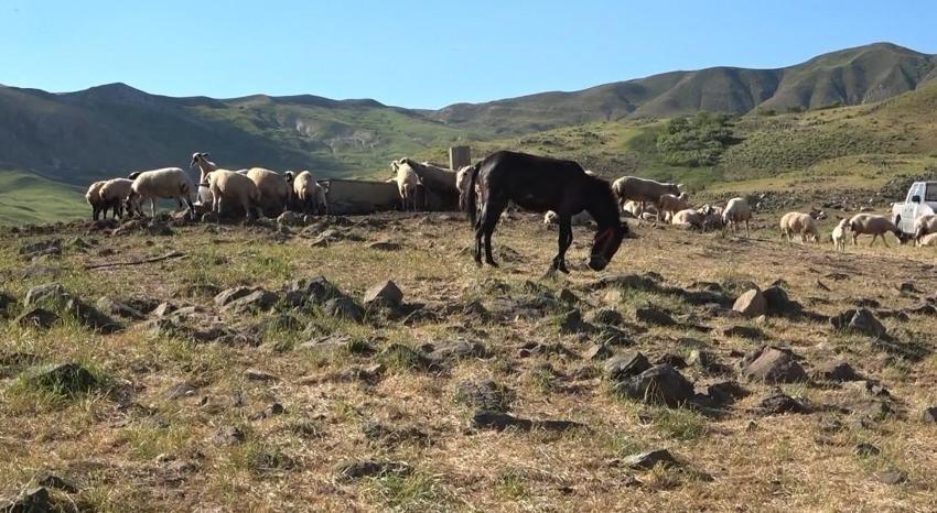 Tunceli'de üreticiler için yeni sistem! Hel Dağı Yaylası'nda hayvan başına yaklaşık 30 TL ödenerek yaylalardan faydalanabiliniyor