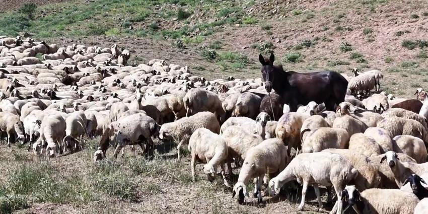 Tunceli'de üreticiler için yeni sistem! Hel Dağı Yaylası'nda hayvan başına yaklaşık 30 TL ödenerek yaylalardan faydalanabiliniyor