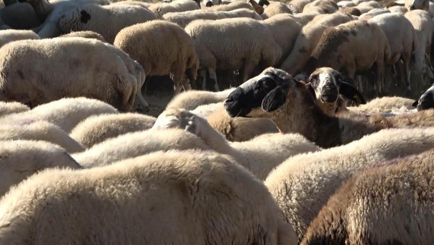 Tunceli'de üreticiler için yeni sistem! Hel Dağı Yaylası'nda hayvan başına yaklaşık 30 TL ödenerek yaylalardan faydalanabiliniyor