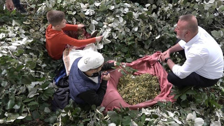 Avrupa'nın en büyüğü Bursa'da! Köylüler sabah başlıyor, sadece merdivenle yapılıyor, kilosu 3 bin TL
