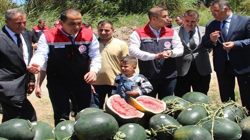 Doğu'nun Çukurova'sında hasat başladı! Ürün daha tezgaha inmeden kapışıldı: 30 bin tonluk rekolte bekleniyor