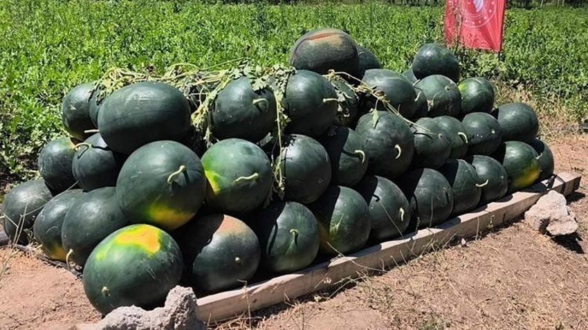 Doğu'nun Çukurova'sında hasat başladı! Ürün daha tezgaha inmeden kapışıldı: 30 bin tonluk rekolte bekleniyor