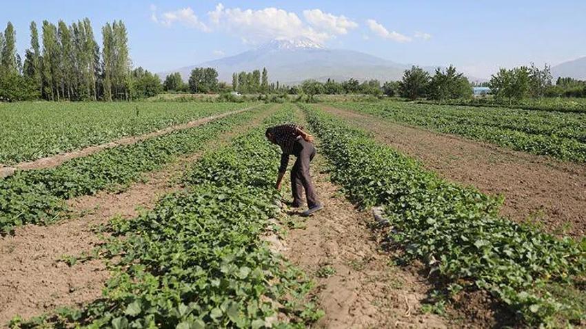 Doğu'nun Çukurova'sında hasat başladı! Ürün daha tezgaha inmeden kapışıldı: 30 bin tonluk rekolte bekleniyor